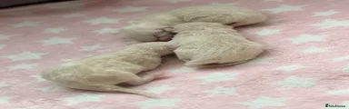 Ragdoll 2