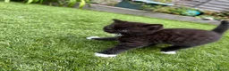 British Shorthair cats for sale: british short hairs kittens  - Advert 18