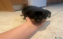 Dachshund dogs for sale: Chunky Standard Homebred Dachshunds - Image 8
