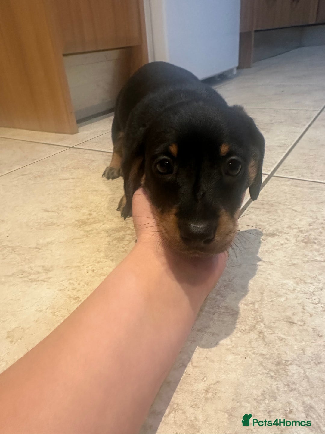 Dachshund dogs for sale: Chunky Standard Homebred Dachshunds - Image 8