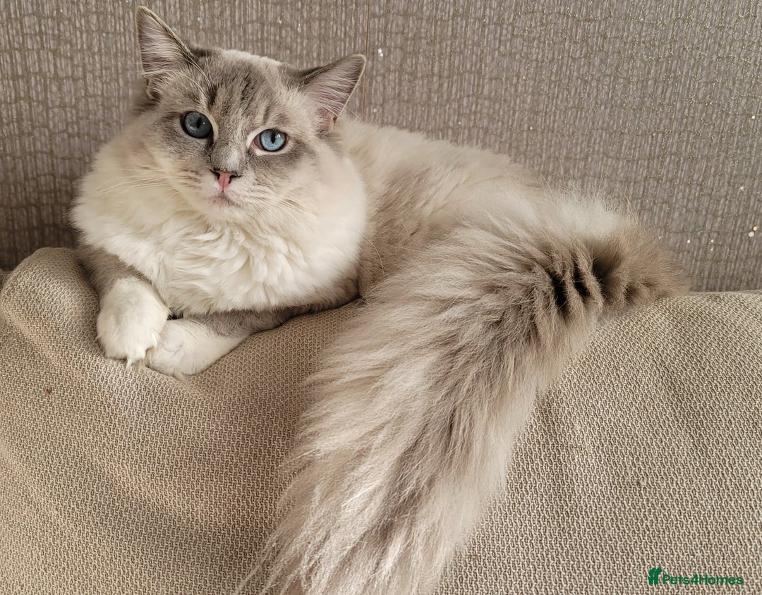 Ragdoll cats for stud: GCCF/TICA Active ragdoll stud. 3 visits in Farnborough - Image 4