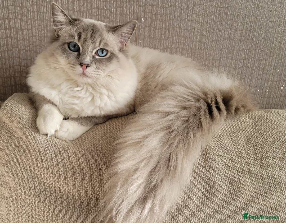 Ragdoll cats for stud: GCCF/TICA Active ragdoll stud. 3 visits in Farnborough - Advert 4