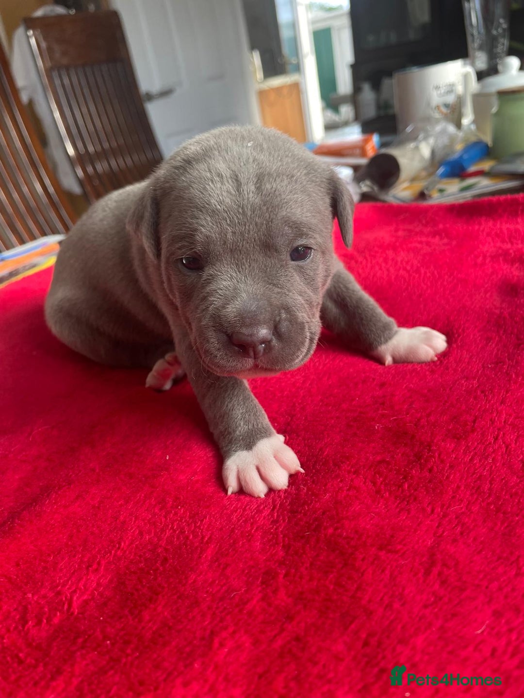 Staffordshire Bull Terrier dogs for sale: Mariusz  - Image 26