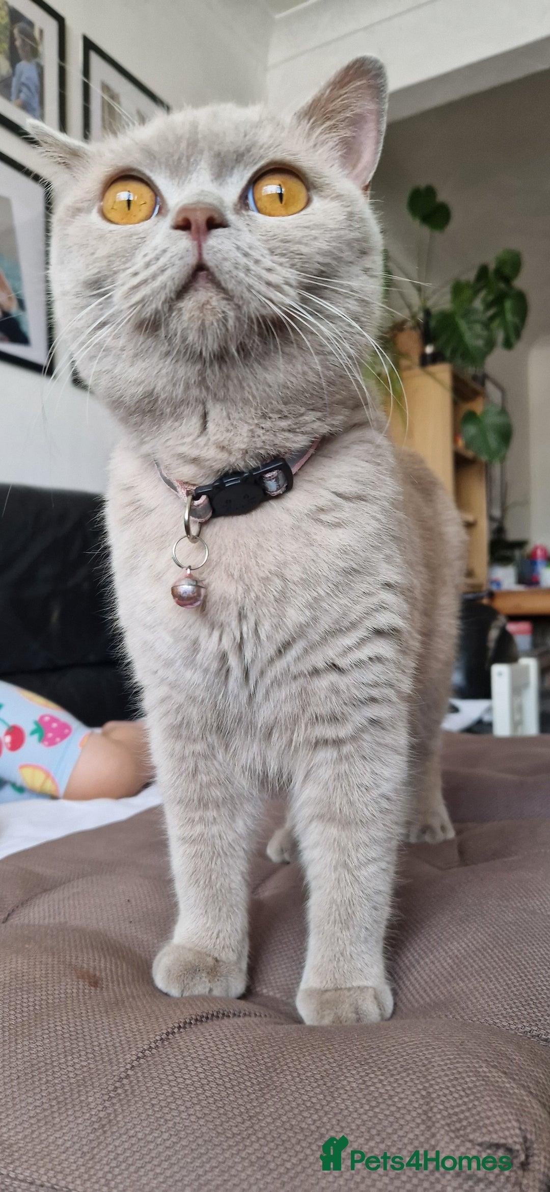 British Shorthair cats for sale: Black british shorthair mix - Image 13