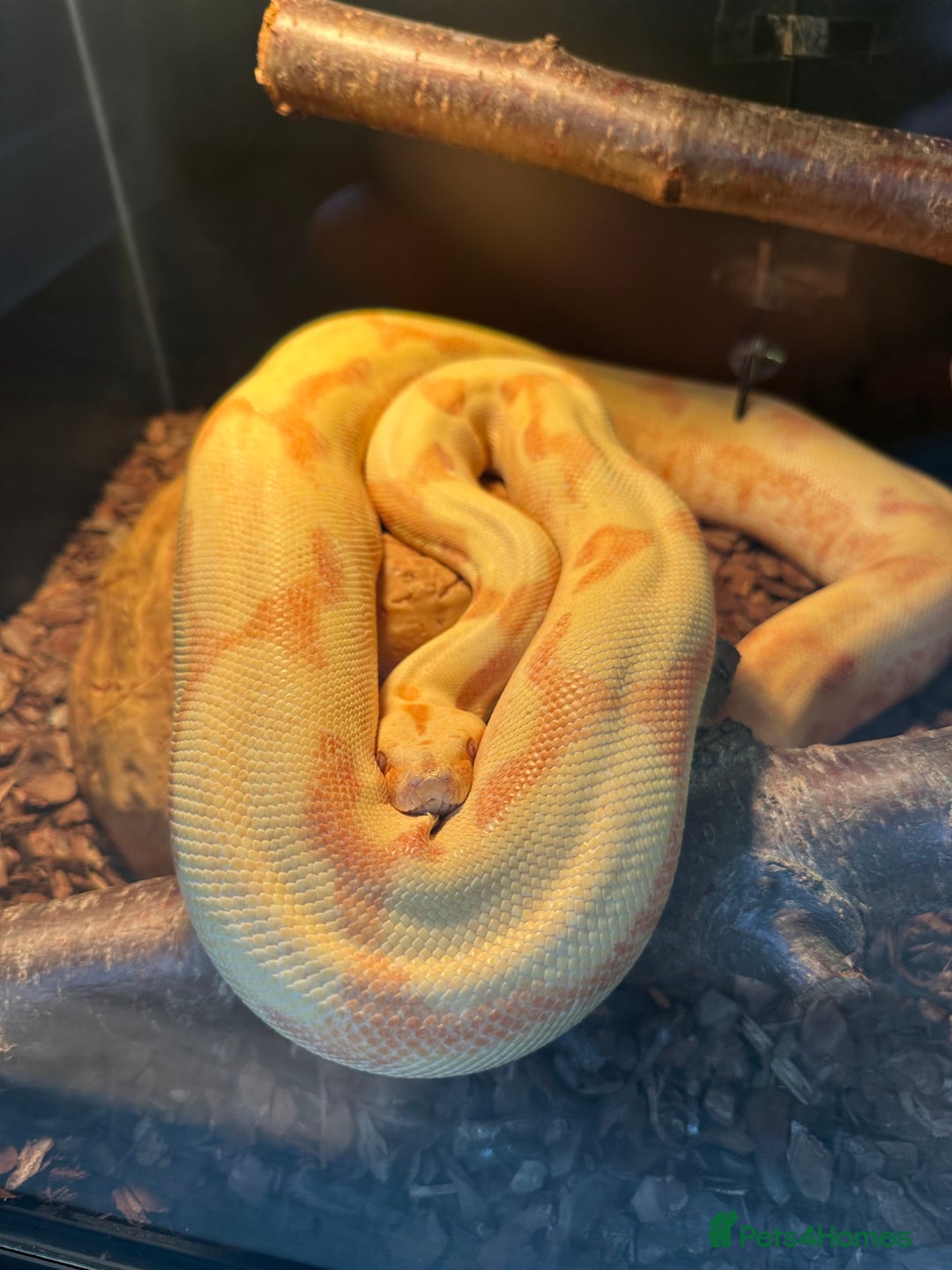 Monitor reptiles for sale: Ackie Monitors & Boa  - Advert 1