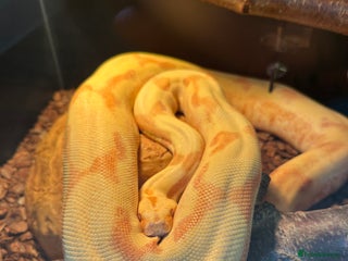 Monitor reptiles Ackie Monitors & Boa - Advert 1