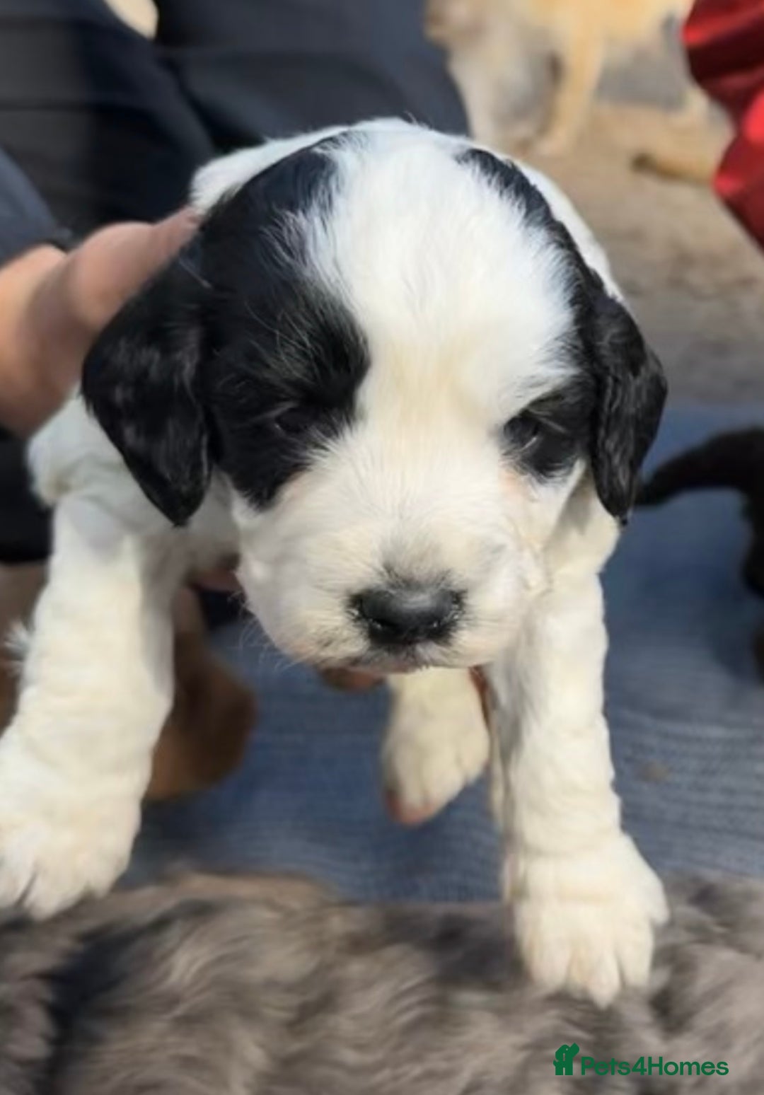 Cockapoo dogs for sale: F1BB Cockapoo Pups  - Image 19
