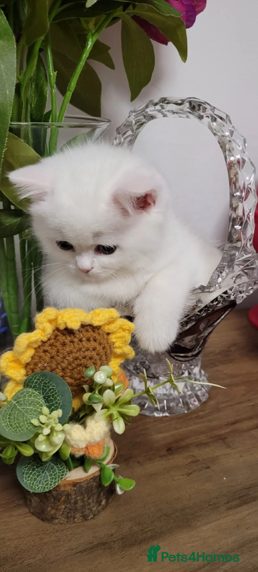 British Shorthair cats for sale: PureWhiteBSH Flamingo Rare.HighEnd/Pedigree line.  - Advert 2
