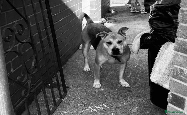 Mixed Breed dogs - Advert 1