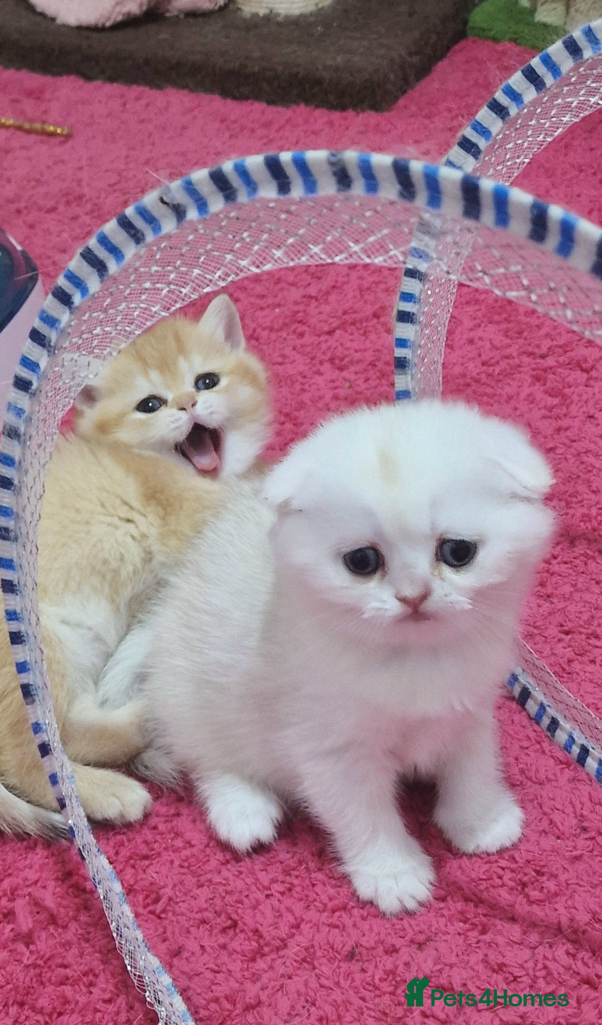 Scottish Fold cats Scottish fold and straight girls - Advert 1