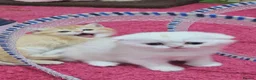 Scottish Fold cats for sale: Scottish fold and straight girls - Advert 31