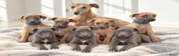 Whippet dogs for sale: Whippet puppies  - Advert 10