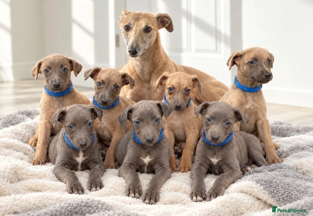Whippet dogs for sale: Whippet puppies  - Advert 10
