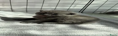 British Shorthair Kitten 1