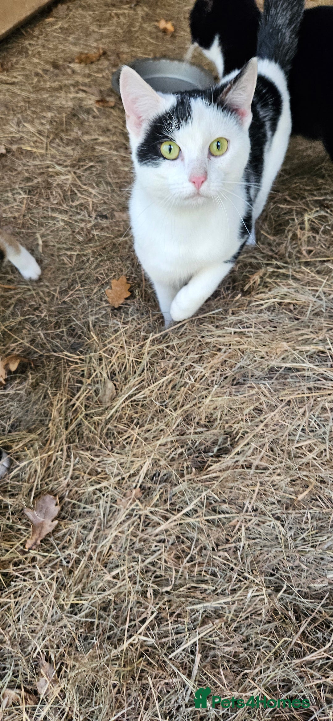 Mixed Breed cats for sale: Kittens - Advert 1