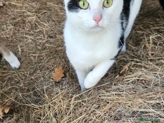 Mixed Breed cats Kittens - Advert 2