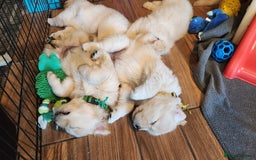 Golden Retriever dogs for sale: Golden retriever pups 5 girls and 4 boy available - Image 11