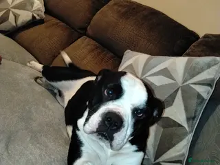 Mixed Breed dogs Storm The Explorer - Advert 4