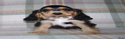 Cocker Spaniel dogs for sale: Beautiful Show Cocker Spaniel Puppies  - Advert 40
