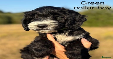 Cockapoo dogs - Advert 15