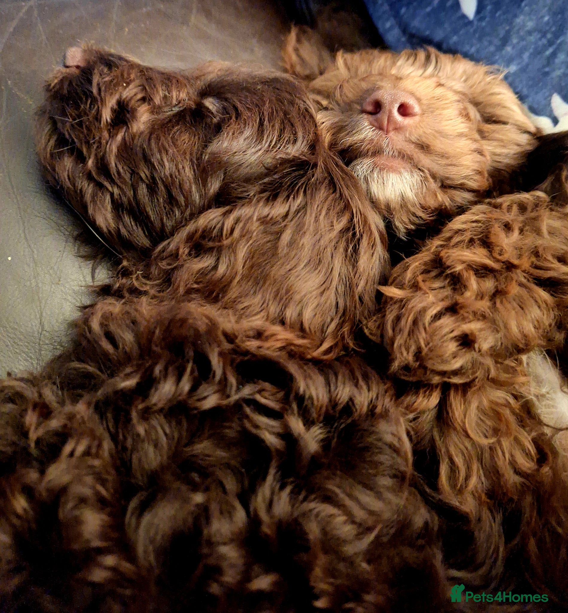 Cockapoo dogs READY for new homes F1b cockapoo puppies  - Advert 9