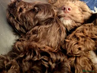 Cockapoo dogs READY for new homes F1b cockapoo puppies - Advert 9