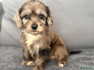 Cockapoo dogs Showtype cockapoo - Advert 5