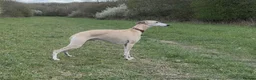 Whippet dogs for sale: Exceptional KC Whippet puppies - Advert 19
