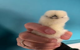 Chickens poultry for sale: Silkies - polish  - Image 1