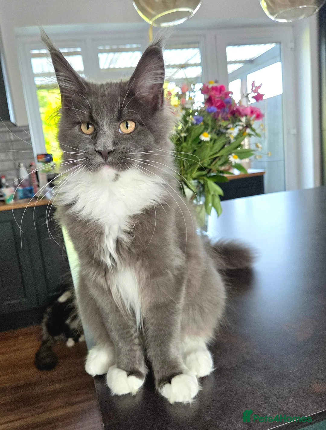 Maine Coon cats for sale: Maine Coon kittens, 2 girls , 1 boy  - Advert 2