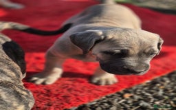 Cane Corso dogs for sale: Class Corsos  - Advert 23
