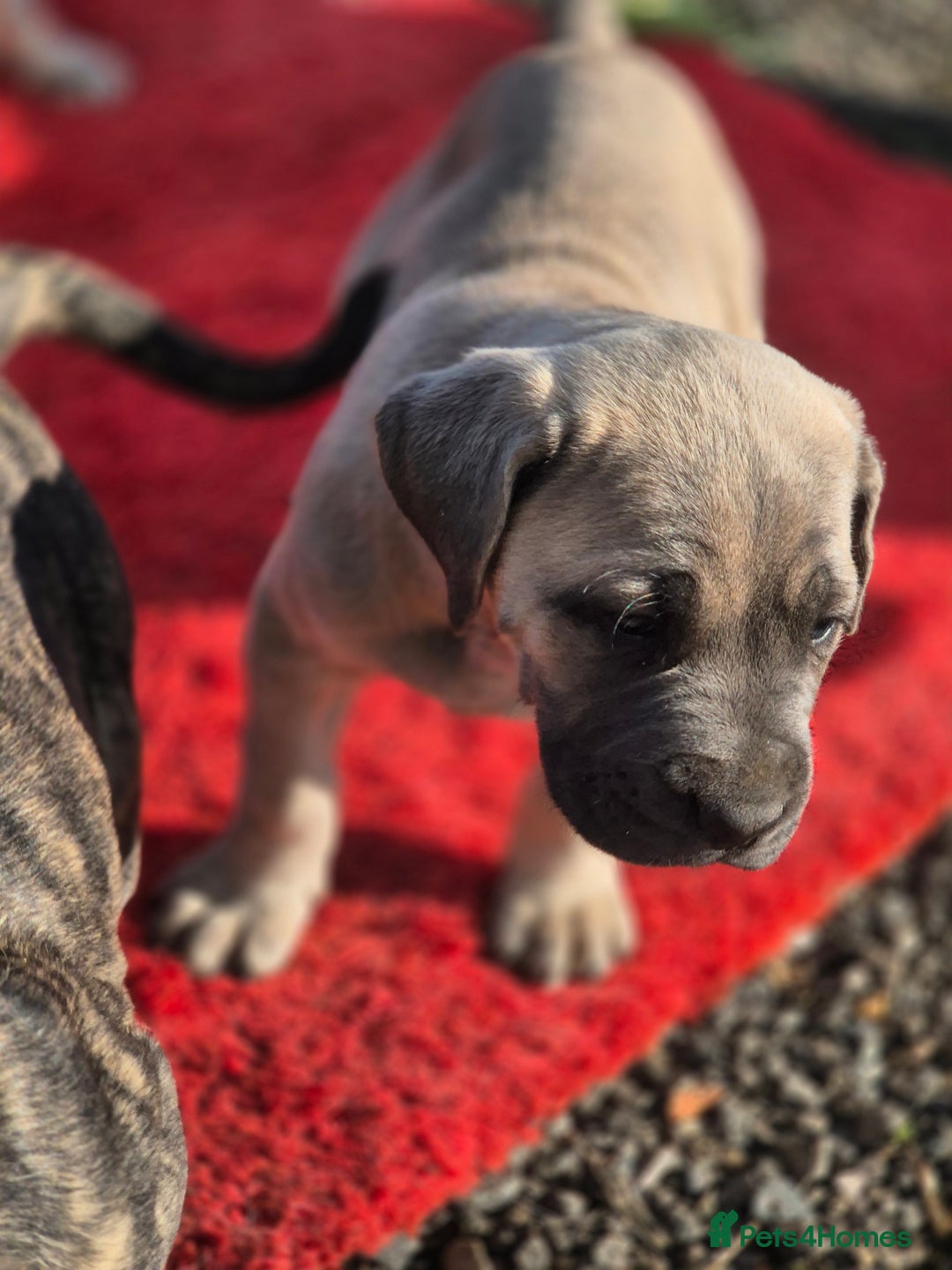 Cane Corso dogs for sale: Class Corsos  - Advert 23