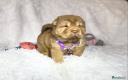 Shar Pei dogs for sale: ⭐️Quality Shar pei puppies for sale⭐️ - Image 21