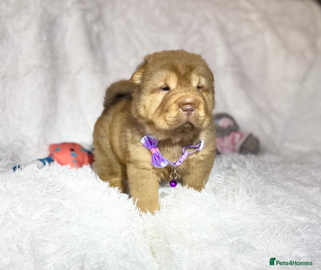 Shar Pei dogs for sale: ⭐️Quality Shar pei puppies for sale⭐️ - Image 21