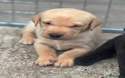Labrador Retriever dogs for sale: 8 Kennel club reg  health tested chunky Labradors  - Image 6
