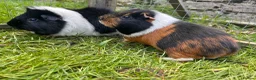 Guinea Pig rodents for sale: Gus & Badger  - Advert 6