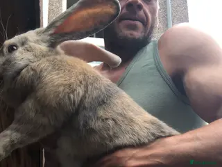 Continental Giant rabbits Continental giants - Advert 12