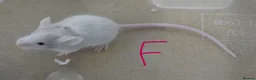 Mouse rodents for sale: Fancy Mice - Advert 6
