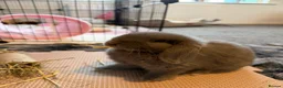 Mini Lop rabbits for sale: Male and Female Mini Lop Rabbits in York - Advert 7