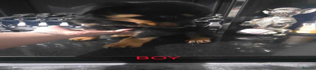 Rottweiler Puppy 1