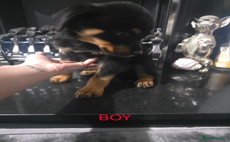 Rottweiler dogs - Advert 1