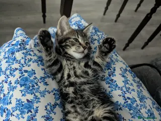 Mixed Breed cats Maine Coon Type Kitten - Advert 15