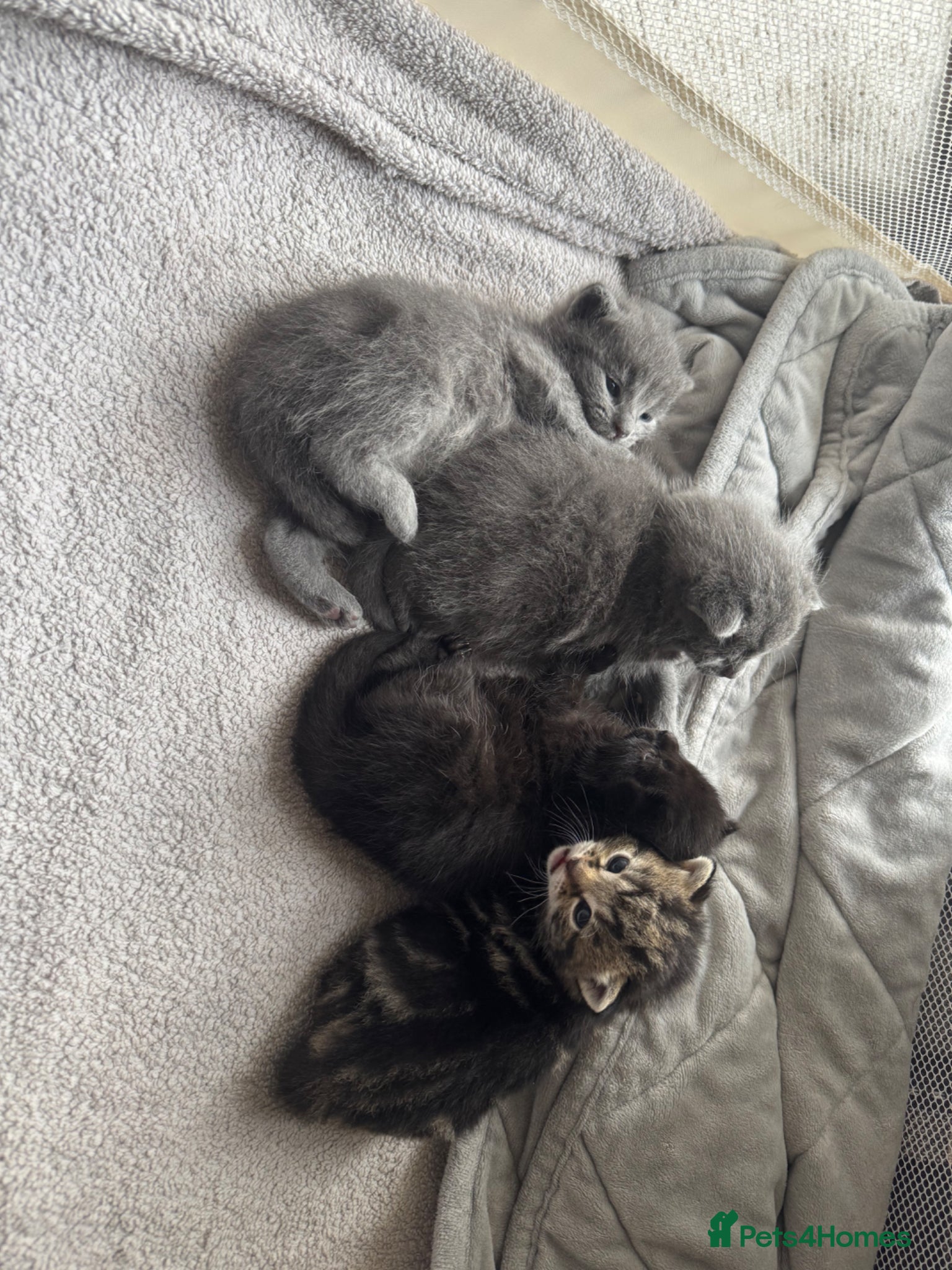 Mixed Breed cats 4 female kittens, gorgeous colours and personality - Advert 12