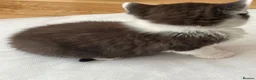 Mixed Breed cats for sale: One male mixed British shorthair kitten available  - Advert 2