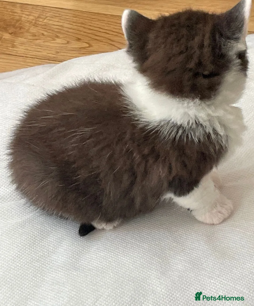 Mixed Breed cats for sale: One male mixed British shorthair kitten available  - Advert 2