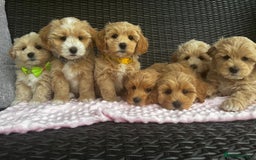 Maltipoo dogs for sale: Adorable Maltipoo  - Image 2