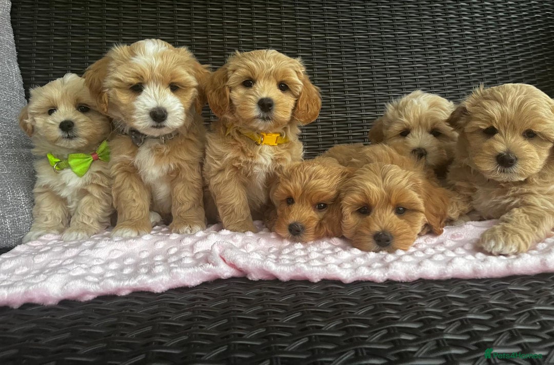 Maltipoo dogs for sale: Adorable Maltipoo  - Image 2