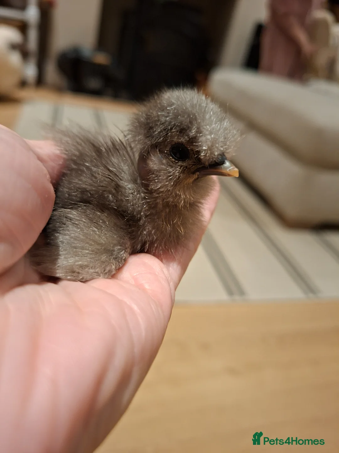 Chickens poultry for sale: Day old chicks silkies, showgirls and other breeds - Advert 2