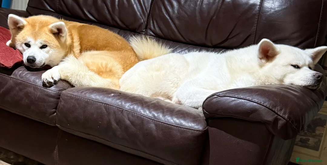 Japanese Akita Inu dogs for sale: Stunning female  - Advert 7