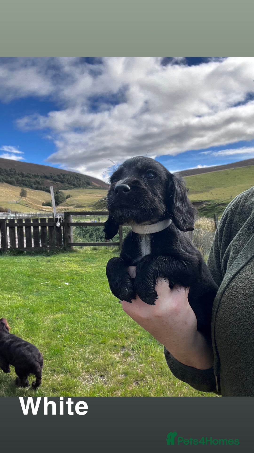 Cocker Spaniel dogs for sale: Cocker Spaniel Puppies  - Image 9